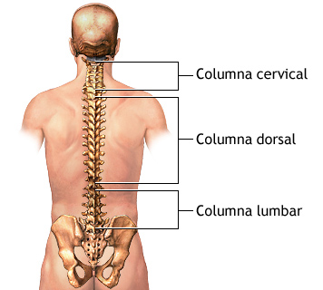 anatomia de la columna